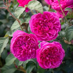 Роза парковая английская Джеймс Л. Остин роза английская парковая дарси бассел