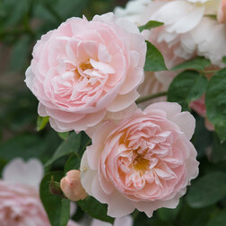 Роза английская парковая Джентл Гермиони роза английская парковая дарси бассел