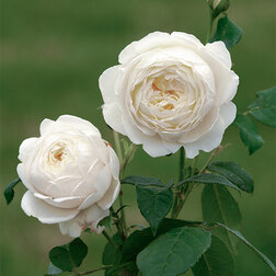 Роза парковая английская Клэр Остин достойный жених для клэр