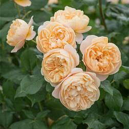 Роза английская парковая Роальд Даль даль толстой и чистописание