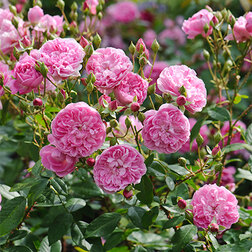 Роза английская парковая Харлоу Карр роза английская парковая дарси бассел