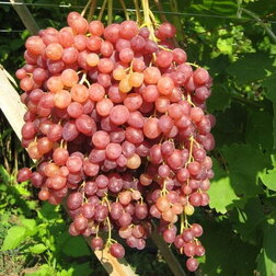 Виноград плодовый Велес (бессемянный) виноград плодовый надежда азос