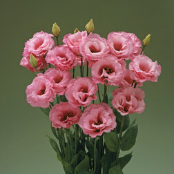 Эустома крупноцветковая Корелли III Роуз (1уп-100драже) профессиональные семена семена пеларгония найт роуз f1 4 шт
