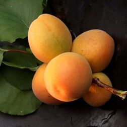 Абрикос Викинг (подвой алыча) (в сетке) шарафуга гибрид абрикоса х сливы х персика подвой алыча в сетке