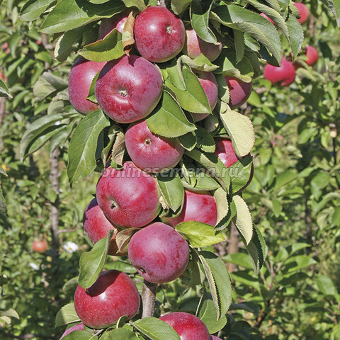 Яблоня колонновидная Есения (подвой 54-118 полукарл) (в сетке)
