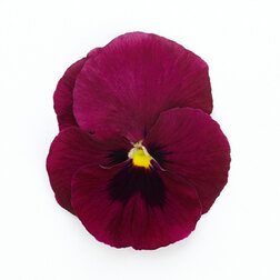 Виола крупноцветковая Инспайер Делюкс Дип Роуз Блотч (1уп-1000шт) профессиональные семена