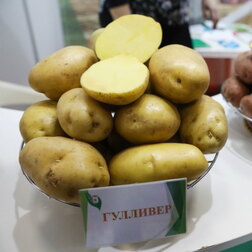 Картофель семенной Гулливер (с/элита) (3кг) картофель семенной вымпел с элита 3кг