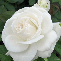 Роза чайно-гибридная Аннапурна (С3,5)