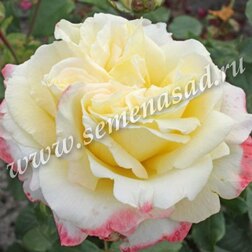 Роза чайно-гибридная Атена (С3,5)