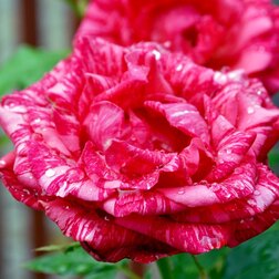Роза чайно-гибридная Ред Интуишн (С3,5) роза чайно гибридная августа луиза