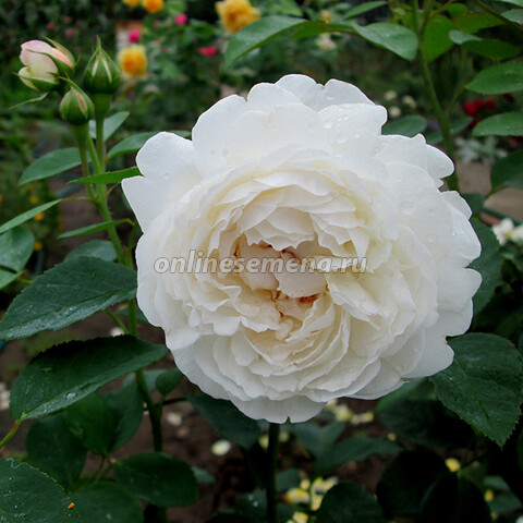 Роза английская Винчестер Кэсидрал (С3,5)
