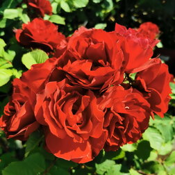 Роза канадская парковая Хоуп оф Хьюманити (С3,5) роза канадская плетистая джон кэбот