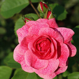 Роза канадская парковая Модэн Руби (С3,5) роза канадская плетистая джон кэбот