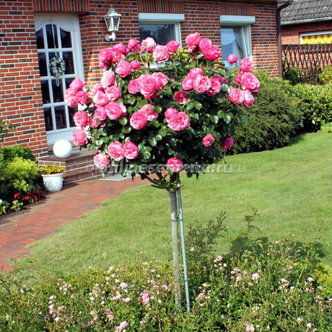 Роза флорибунда Берлебург (С12 штамб 70 см)