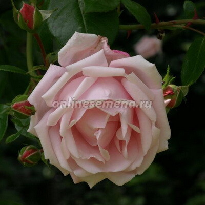 Роза Нью Даун (С12 штамб 140 см)