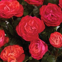 Роза штамбовая Дувр (Довер) (С5 штамб 60) роза штамбовая миниатюрная джульетта штамб 45