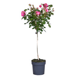 Роза штамбовая Топкапы (С5 штамб 60) роза штамбовая миниатюрная джульетта штамб 45