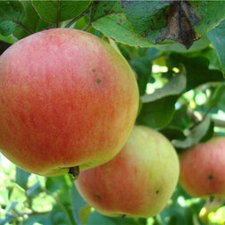 Яблоня карликовая Соколовское брифинг приставка п7 6 1200х600х750 мм яблоня локарно