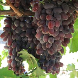 Виноград плодовый Байконур (C3)