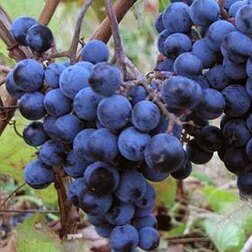 Виноград плодовый Первенец Амура (C5)