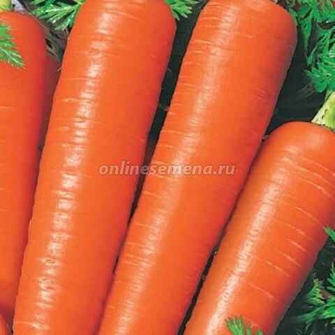 Морковь Вита Лонга’