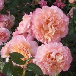 Роза чайно-гибридная Августа Луиза 25 августа