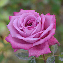 Роза чайно-гибридная Блю Парфюм роза чайно гибридная блэк баккара