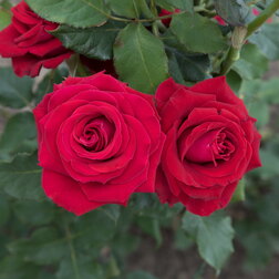 Роза чайно-гибридная Норита роза чайно гибридная абракадабра