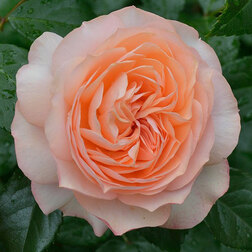 Роза чайно-гибридная Сурир де Хавр роза чайно гибридная сурир де хавр