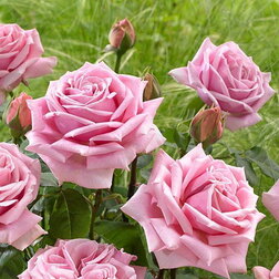 Роза чайно-гибридная Фредерик Мистраль роза чайно гибридная дип ватэ