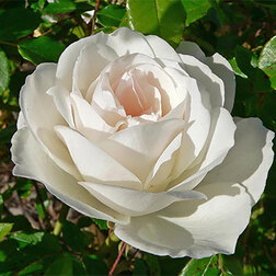 Роза флорибунда Айсберг роза флорибунда фреска византина