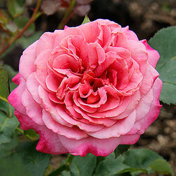 Роза парковая Агнес Шиллигер роза канадская парковая мартин фробишер
