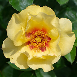 Роза парковая Айконик Лимонад роза канадская парковая мартин фробишер