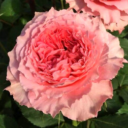 Роза парковая Корал Желе роза канадская парковая мартин фробишер