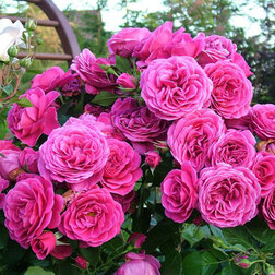 Роза парковая Леа Ренессанс - фото 1