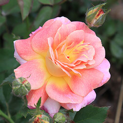 Роза парковая Приёр де Сан Косм роза канадская парковая мартин фробишер