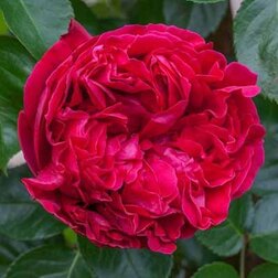 Роза парковая Эрик Таберли роза канадская парковая мартин фробишер