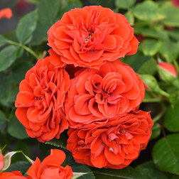 Роза почвопокровная Миниатюр Ориндж роза почвопокровная ле катр сэзон роза 4 сезона