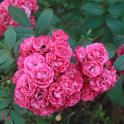Роза мускусный гибрид Динки роза мускусный гибрид салли холмс