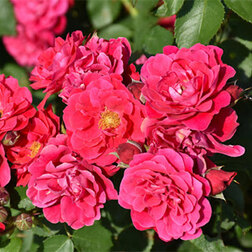 Роза канадская парковая Фронтенак роза канадская парковая модэн руби