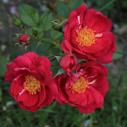 Роза канадская плетистая Генри Келси роза канадская плетистая джон кэбот