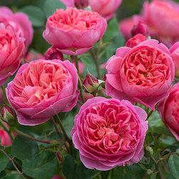 Роза английская парковая Боскобель роза английская парковая дарси бассел