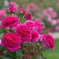 Роза парковая английская Габриэль Оук роза английская парковая дарси бассел