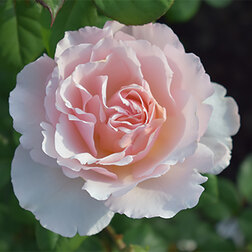 Роза Мейян чайно-гибридная Принцесса Шарлин де Монако роза мейян чайно гибридная александр пушкин