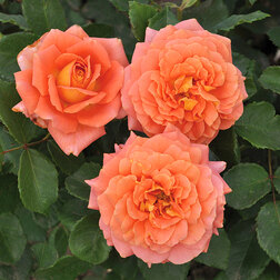 Роза чайно-гибридная Серия «Art Vase» Ориндж роза чайно гибридная мондиале