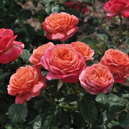 Роза флорибунда Серия «Art Vase» Пич роза флорибунда стромболи