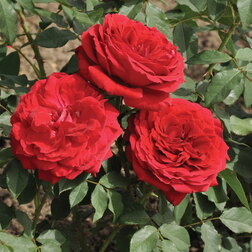 Роза чайно-гибридная Серия «Art Vase» Черри роза флорибунда серия art vase лемон