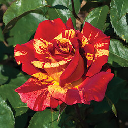 Роза чайно-гибридная «Фреска» Валентина роза чайно гибридная мондиале