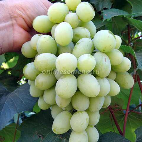 Виноград плодовый Алекса