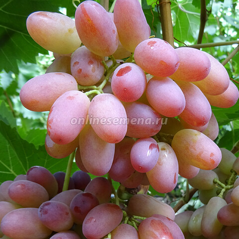 Виноград плодовый Гелиос